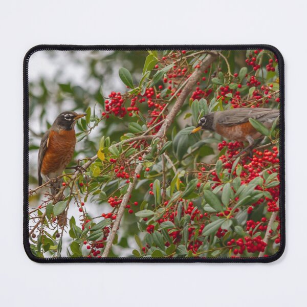 Item preview, An American Robin, with its vibrant red-orange breast and dark grayish-brown back, hops energetically among the branches of a fruit tree in Crystal River, Florida. designed and sold by EyezWatchin.