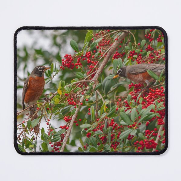 Item preview, An American Robin, with its vibrant red-orange breast and dark grayish-brown back, hops energetically among the branches of a fruit tree in Crystal River, Florida designed and sold by EyezWatchin.