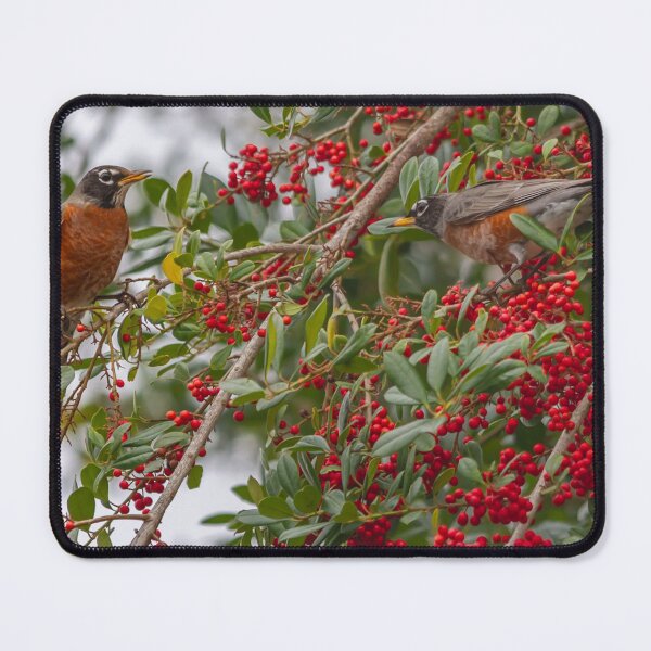 Item preview, An American Robin, with its vibrant red-orange breast and dark grayish-brown back, hops energetically among the branches of a fruit tree in Crystal River, Florida designed and sold by EyezWatchin.