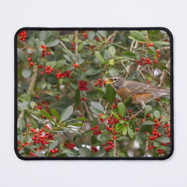 Item preview, An American Robin, with its vibrant red-orange breast and dark grayish-brown back designed and sold by EyezWatchin.
