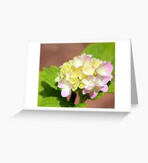 Pastel Hydrangea Greeting Card