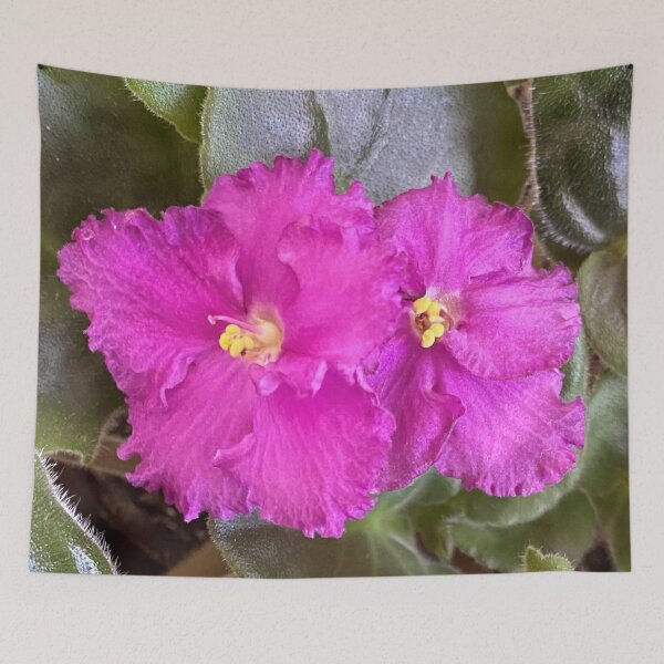 Item preview, Vibrant African Violets designed and sold by CJRPics.