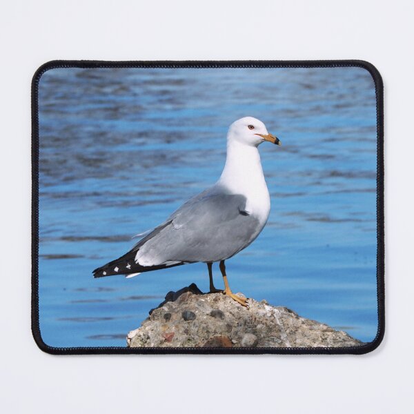 Item preview, Gull Standing On a Rock In The Water designed and sold by BackyardBirder.