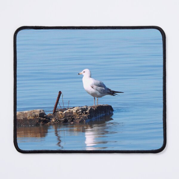 Item preview, Gull Resting On a Rock In The Water designed and sold by BackyardBirder.