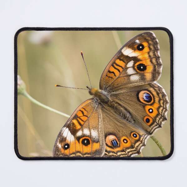 Item preview, Meadow argus butterfly designed and sold by pawprintz.
