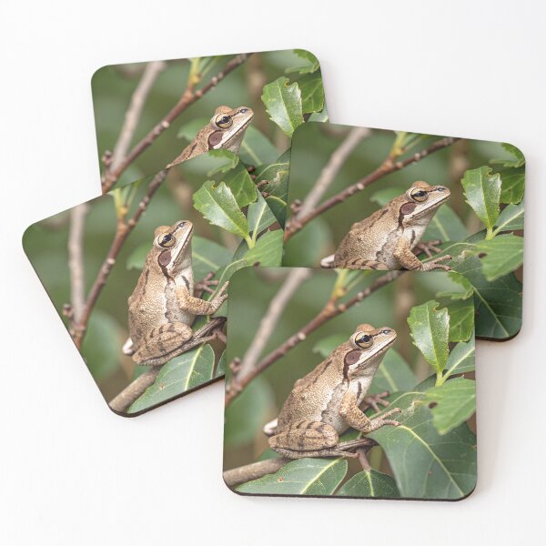Item preview, Southern brown tree frog designed and sold by pawprintz.