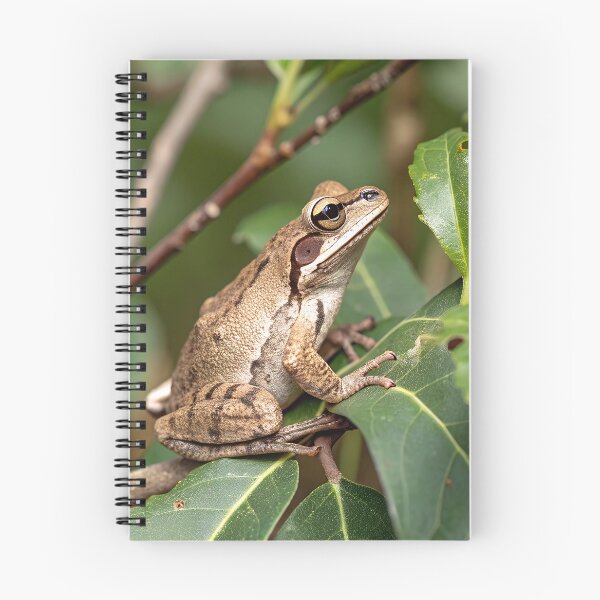 Item preview, Southern brown tree frog designed and sold by pawprintz.