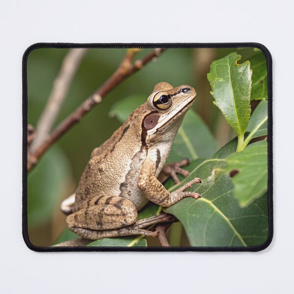 Item preview, Southern brown tree frog designed and sold by pawprintz.