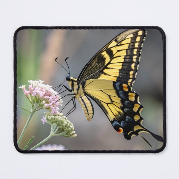 Item preview, Swallow-tail butterfly designed and sold by pawprintz.