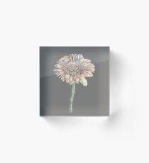 painting of a daisy Acrylic Block