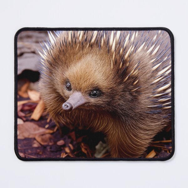 Item preview, Echidna spiny ant-eater designed and sold by pawprintz.