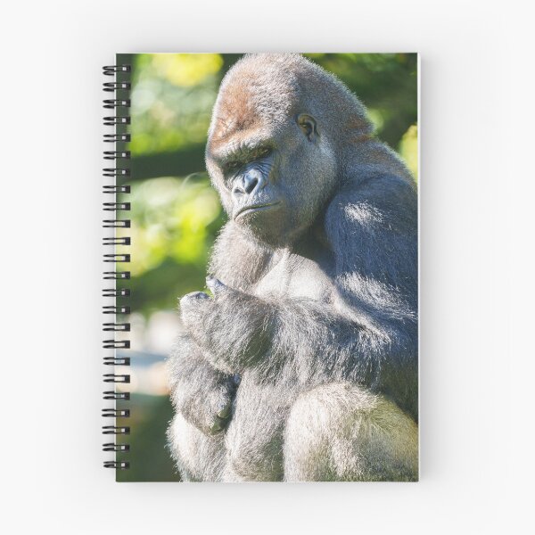 Item preview, Powerful Silverback Gorilla Mapema in Thought designed and sold by rawshutterbug.