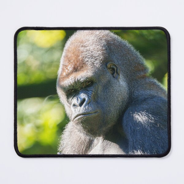 Item preview, Powerful Silverback Gorilla Mapema in Thought designed and sold by rawshutterbug.