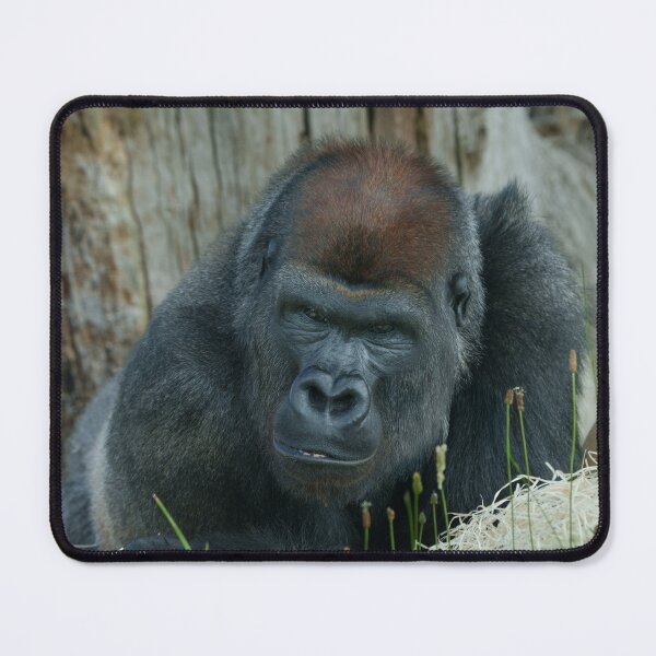 Item preview, Gorilla Lope's Chill Time designed and sold by rawshutterbug.