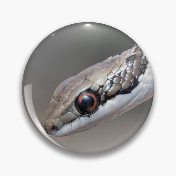 Item preview, Spotted Skaapsteker (Psammophylax rhombeatus) designed and sold by Pixel Press Prints.