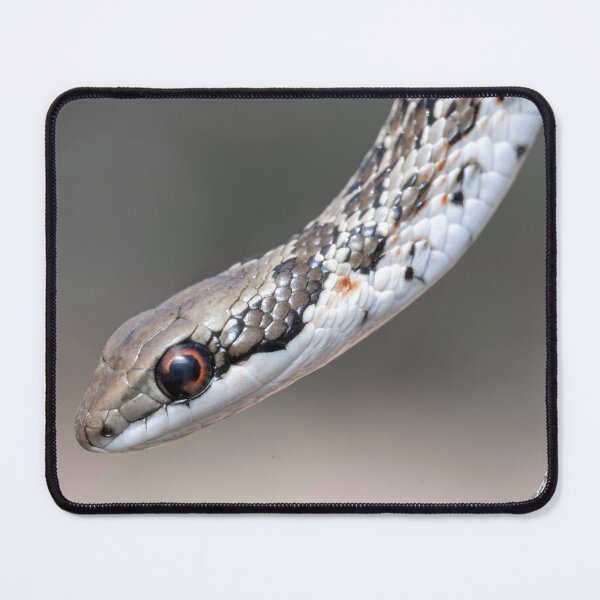 Item preview, Spotted Skaapsteker (Psammophylax rhombeatus) designed and sold by Pixel Press Prints.