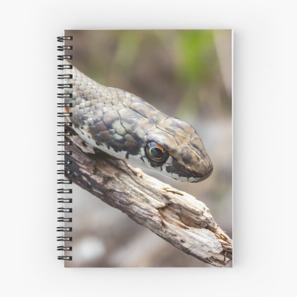 Item preview, Karoo Sand Snake (Psammophis notostictus) designed and sold by Pixel Press Prints.