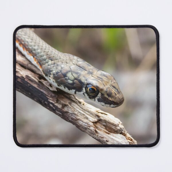 Item preview, Karoo Sand Snake (Psammophis notostictus) designed and sold by Pixel Press Prints.