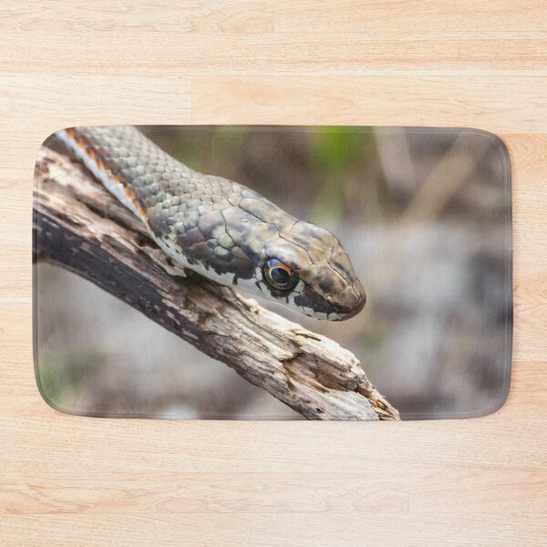Item preview, Karoo Sand Snake (Psammophis notostictus) designed and sold by Pixel Press Prints.