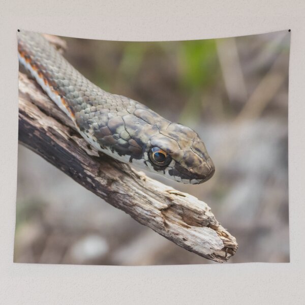 Item preview, Karoo Sand Snake (Psammophis notostictus) designed and sold by Pixel Press Prints.