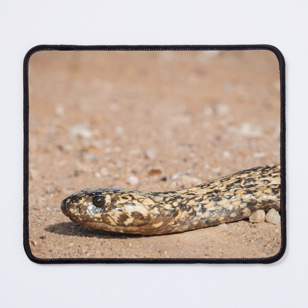 Item preview, Cape Cobra (Naja nivea) designed and sold by Pixel Press Prints.