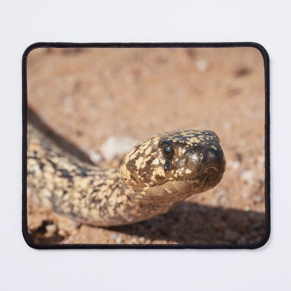 Item preview, Cape Cobra (Naja nivea) designed and sold by Pixel Press Prints.
