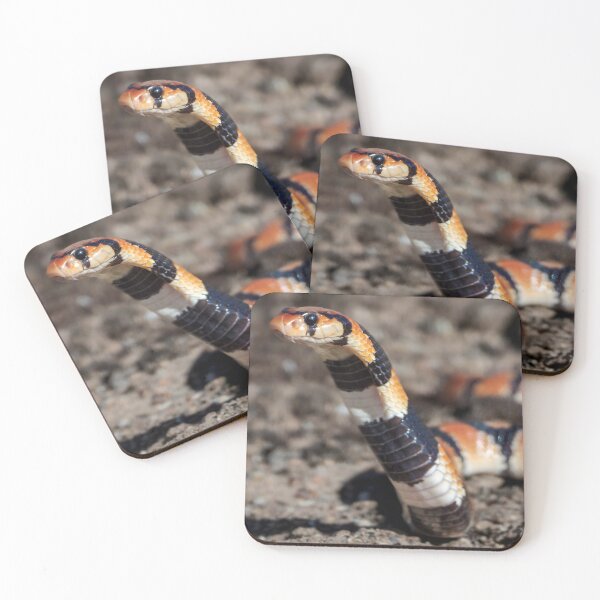 Item preview, Coral Snake (Aspidelaps lubricus) designed and sold by Pixel Press Prints.
