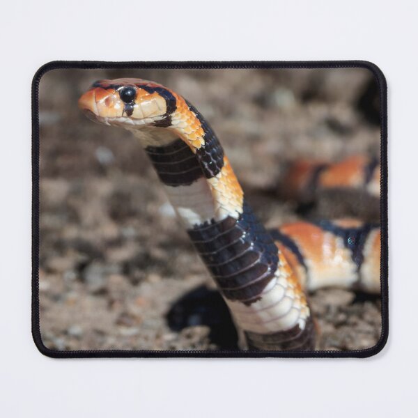 Item preview, Coral Snake (Aspidelaps lubricus) designed and sold by Pixel Press Prints.