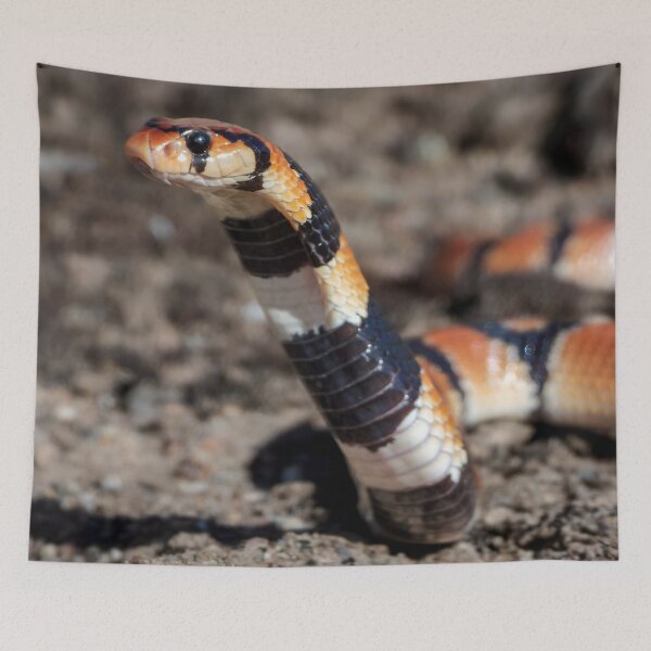 Item preview, Coral Snake (Aspidelaps lubricus) designed and sold by Pixel Press Prints.