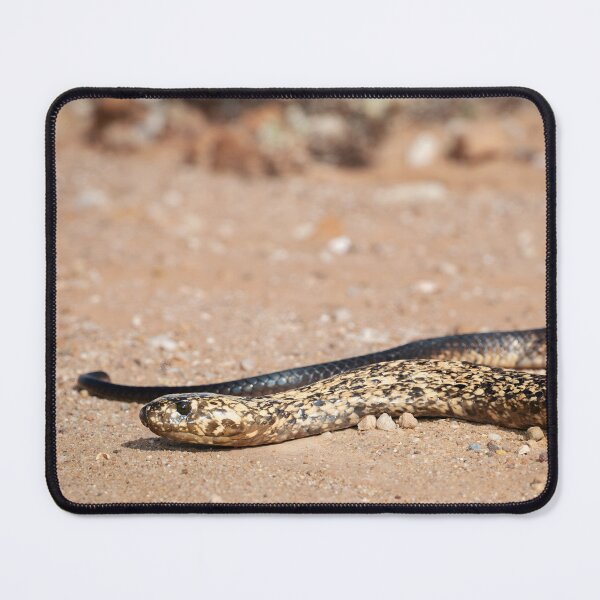 Item preview, Cape Cobra (Naja nivea) designed and sold by Pixel Press Prints.