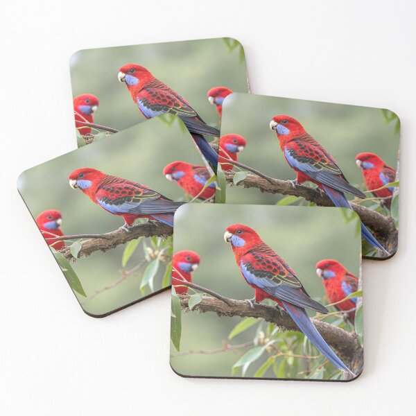 Item preview, Crimson Rosellas  designed and sold by pawprintz.