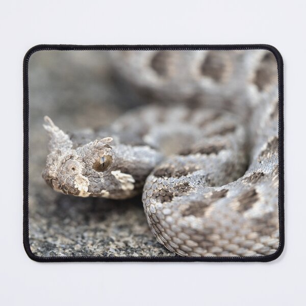 Item preview, Many-Horned Adder (Bitis cornuta) designed and sold by Pixel Press Prints.