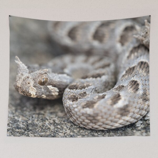 Item preview, Many-Horned Adder (Bitis cornuta) designed and sold by Pixel Press Prints.