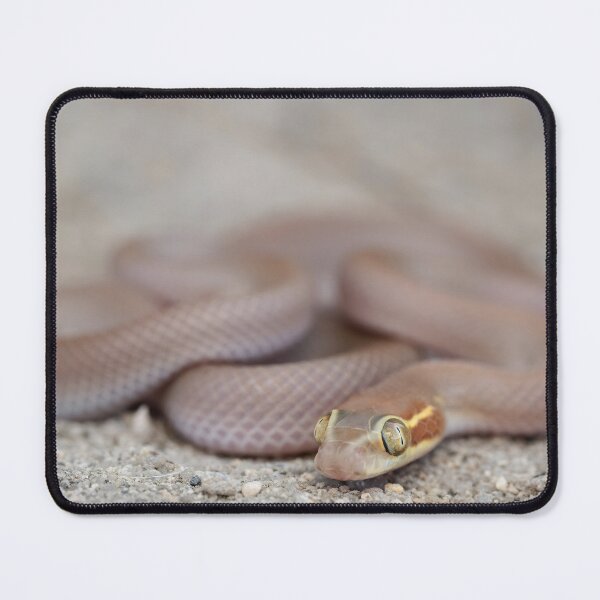 Item preview, Bug-Eyed House Snake (Boaedon mentalis) designed and sold by Pixel Press Prints.