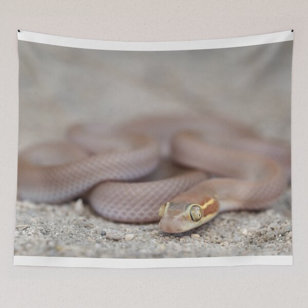 Item preview, Bug-Eyed House Snake (Boaedon mentalis) designed and sold by Pixel Press Prints.