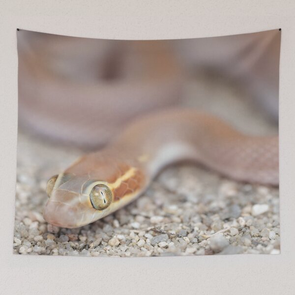 Item preview, Bug-Eyed House Snake (Boaedon mentalis) designed and sold by Pixel Press Prints.