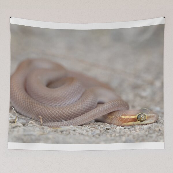 Item preview, Bug-Eyed House Snake (Boaedon mentalis) designed and sold by Pixel Press Prints.