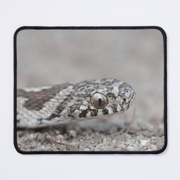 Item preview, Rhombic Egg-Eater (Dasypeltis scabra) designed and sold by Pixel Press Prints.
