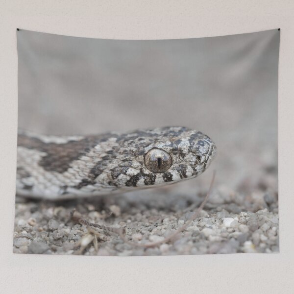 Item preview, Rhombic Egg-Eater (Dasypeltis scabra) designed and sold by Pixel Press Prints.