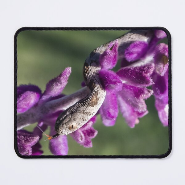 Item preview, Rhombic Egg-Eater (Dasypeltis scabra) designed and sold by Pixel Press Prints.