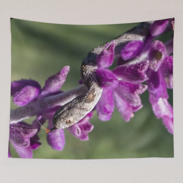 Item preview, Rhombic Egg-Eater (Dasypeltis scabra) designed and sold by Pixel Press Prints.