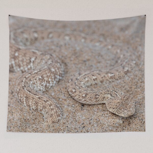 Item preview, Peringuey's Adder (Bitis peringueyi) designed and sold by Pixel Press Prints.