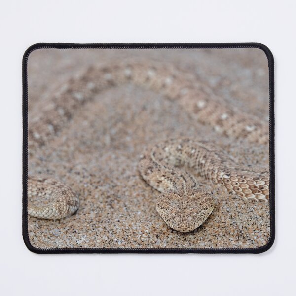 Item preview, Peringuey's Adder (Bitis peringueyi) designed and sold by Pixel Press Prints.