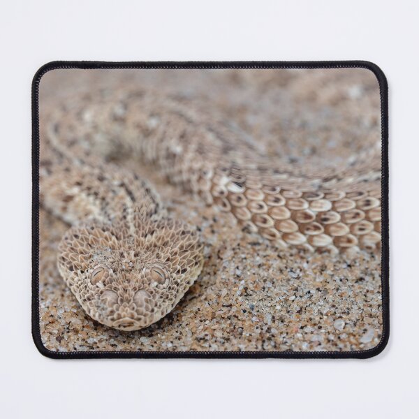 Item preview, Peringuey's Adder (Bitis peringueyi) designed and sold by Pixel Press Prints.