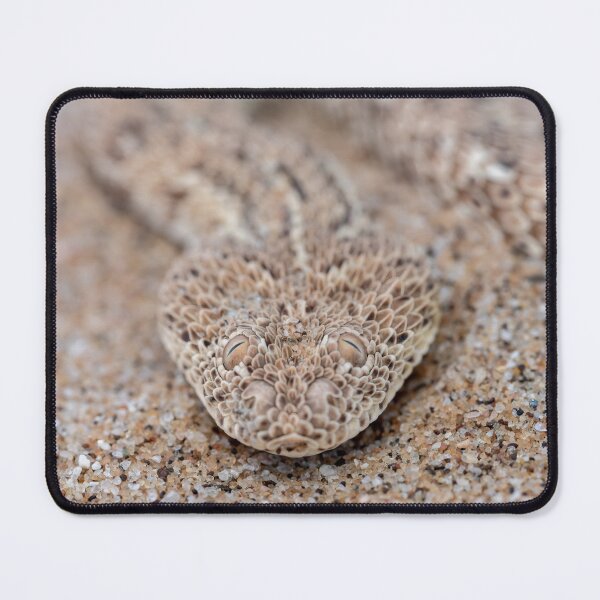 Item preview, Peringuey's Adder (Bitis peringueyi) designed and sold by Pixel Press Prints.