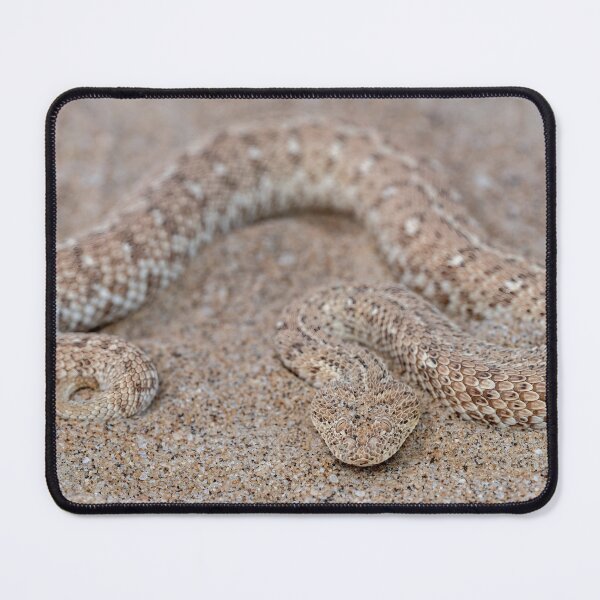 Item preview, Peringuey's Adder (Bitis peringueyi) designed and sold by Pixel Press Prints.