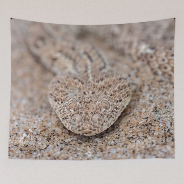 Item preview, Peringuey's Adder (Bitis peringueyi) designed and sold by Pixel Press Prints.