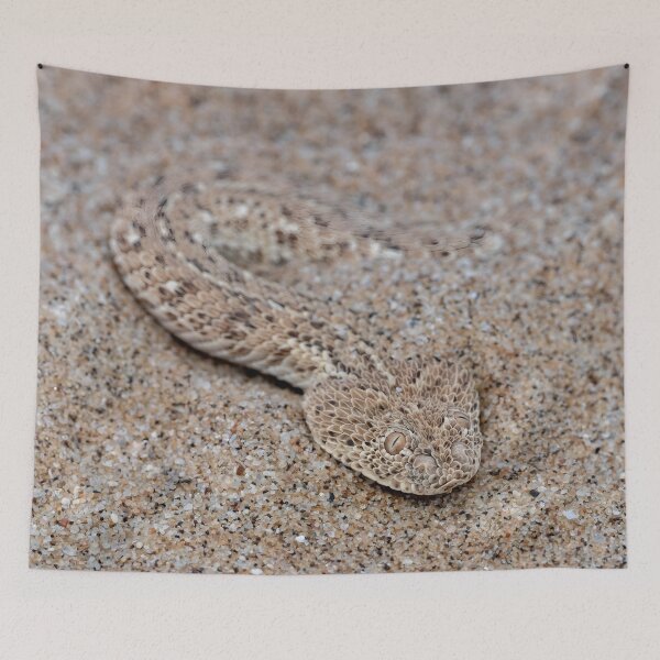 Item preview, Peringuey's Adder (Bitis peringueyi) designed and sold by Pixel Press Prints.