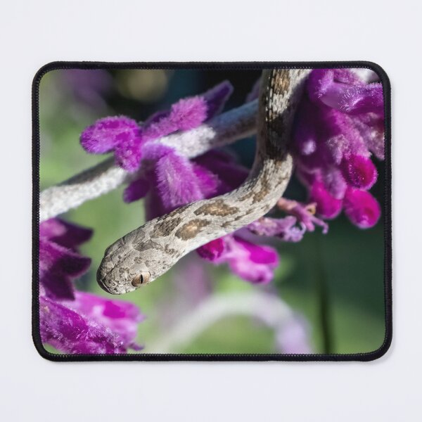 Item preview, Rhombic Egg-Eater (Dasypeltis scabra) designed and sold by Pixel Press Prints.