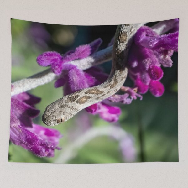 Item preview, Rhombic Egg-Eater (Dasypeltis scabra) designed and sold by Pixel Press Prints.